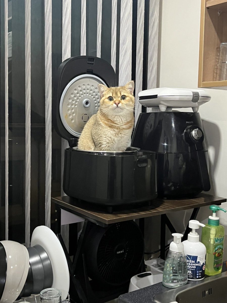 ไอเหี้ย เปนแมวอยู่ดีๆ อยากเปนข้าว5555555555555555555555555555555555555555555555555555555555555555555555555555555555555555555 เข้าไปทำไมโว้ยยยยย