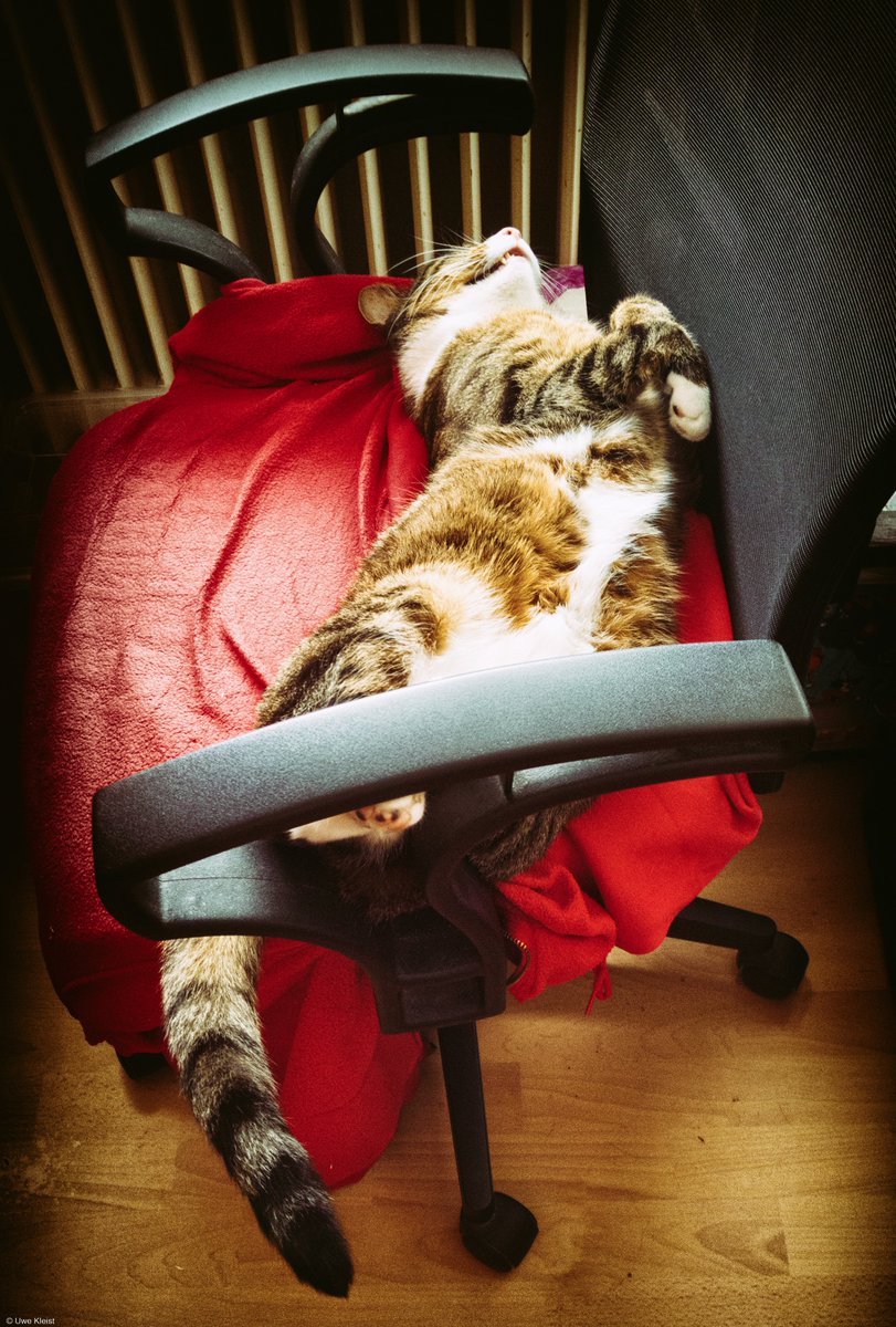 Bilder bearbeiten!? 
Denkste!

#CatsOfTwitter #cats