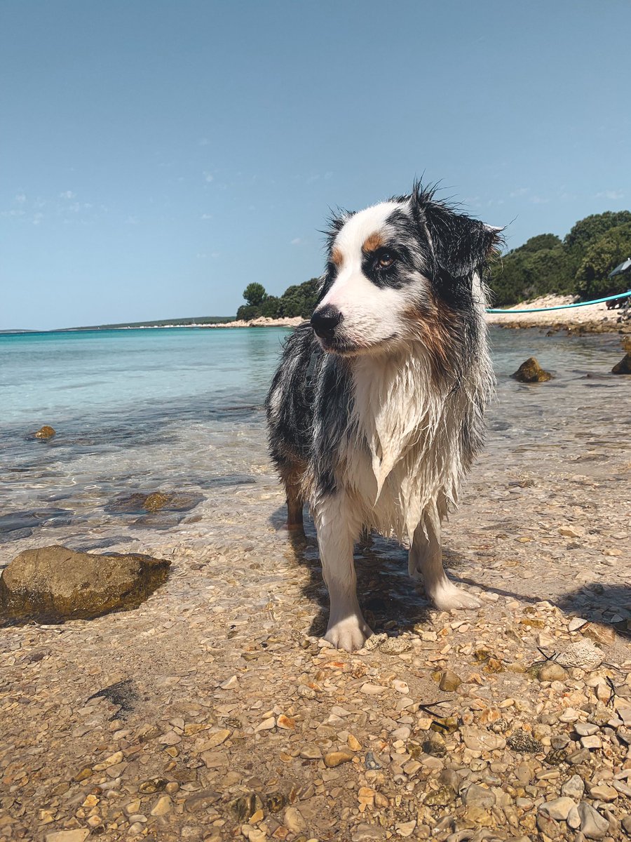 Aussiekko tweet media