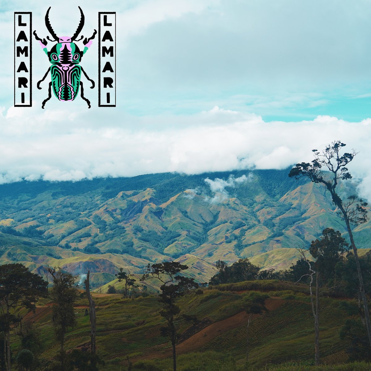 The wait is over 🤩 our Lamari blend is finally on its way back to New York and Seattle: bit.ly/3ORkQ1m! Reach out if you haven't tried it yet, we'd love to ship you a sample! #specialtycoffee #greencoffee #pngcoffee #specialtycoffeepng