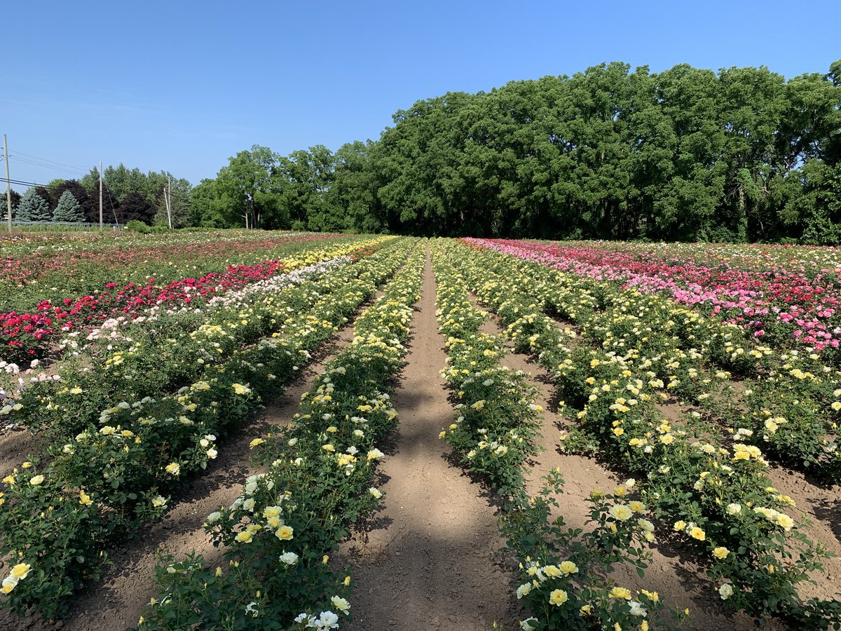 bakkernurseries's tweet photo. Yukon Sun @49throses rises in our rose field @bakkernurseries Warm sunlight set against beautiful dark green glossy foliage. Available in 2023. https://t.co/R6REtvlJhk