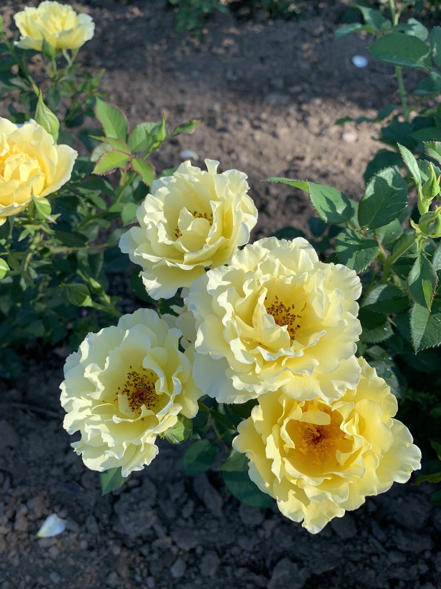 bakkernurseries's tweet photo. Yukon Sun @49throses rises in our rose field @bakkernurseries Warm sunlight set against beautiful dark green glossy foliage. Available in 2023. https://t.co/R6REtvlJhk