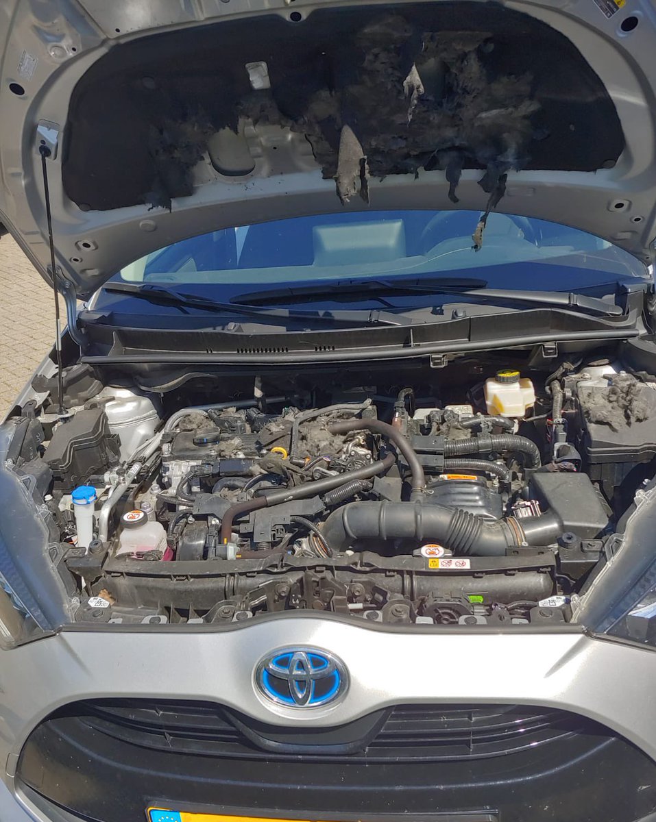 Zelfs een auto van <a href="/KAD_Wageningen/">KennisAdviescentrumDierplagen</a> valt wel eens ten prooi aan een #steenmarter. Gelukkig zijn er geen vitale kabels doorgebeten...