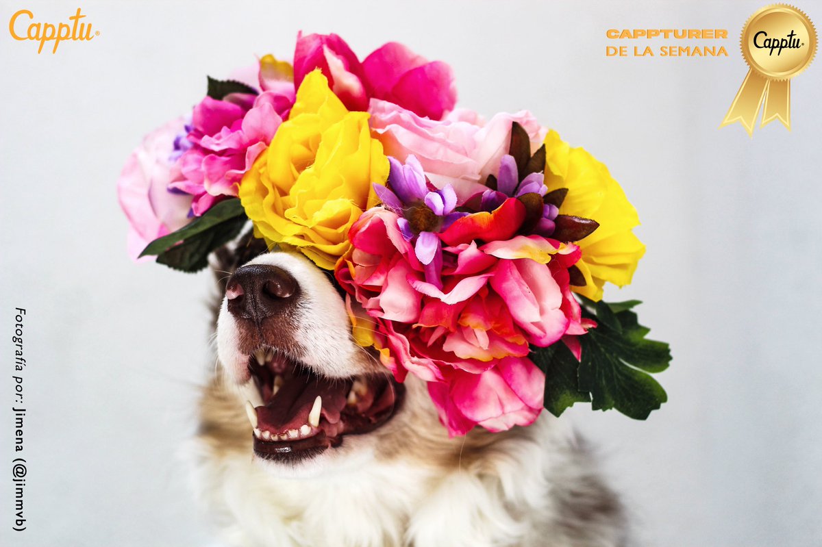 Capptu's tweet photo. ¡Empezando el #Lunes con la mejor actitud! El día de hoy nuestra #CappturerdelaSemana es Jimena (@jimmvb) ¡Gracias por tu talento! 
Recuerden seguir subiendo contenido a nuestro #marketplace para seguir ganando dinero con tus #fotografías 📸👈🏽✨ https://t.co/fvkZMS1FYC