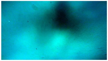 kirk_vickers5's tweet photo. What people in movies see underwater vs. what I see underwater https://t.co/7ImZmvnBob