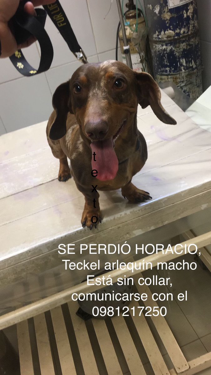 Por favor ayuda! Se perdió Horacio, Barrio San Pablo <a href="/lakooks/">K.</a> <a href="/GuillDomaniczky/">GD</a> <a href="/jessistx/">Jéssica Santacruz</a> <a href="/JessAcostaC/">jota!</a>