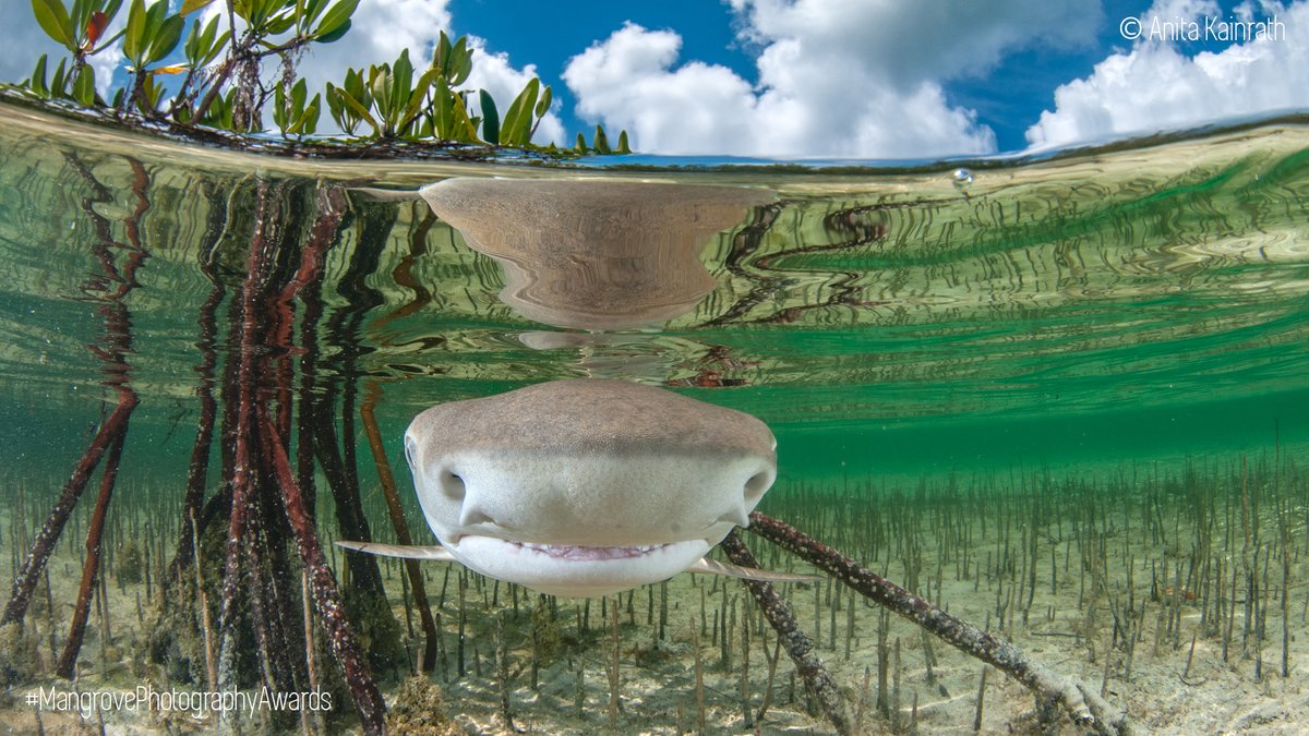 MangroveProject's tweet photo. #DYK that lemon sharks return to their birthplace to give birth to their own pups!? There’s nowhere quite like it, where you can observe so clearly the links between #mangroves as nurseries and juvenile 🍋🦈 Read more @BiminiSharkLab @BiminiSharkGirl  https://t.co/BjfW8xbXrJ https://t.co/EIih5vi2nd