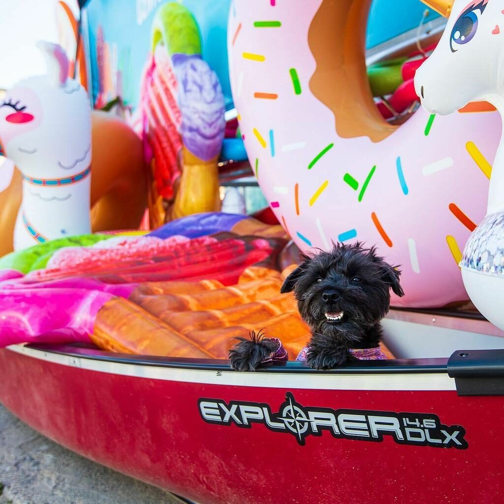 baconthedoggers's tweet photo. Mentally I’m over here ☀️
—
#schnauzer #dogsofcanada #miniatureschnauzersofinstagram #dogphotography #minischnauzer #weeklyfluff #dogsoftoronto #ct100summer #schnauzersofinstagram #torontopopup #blogto #dogmodel #blackdog #torontodog #citydog https://t.co/YnaD0JVqBX https://t.co/yF92xbca7S