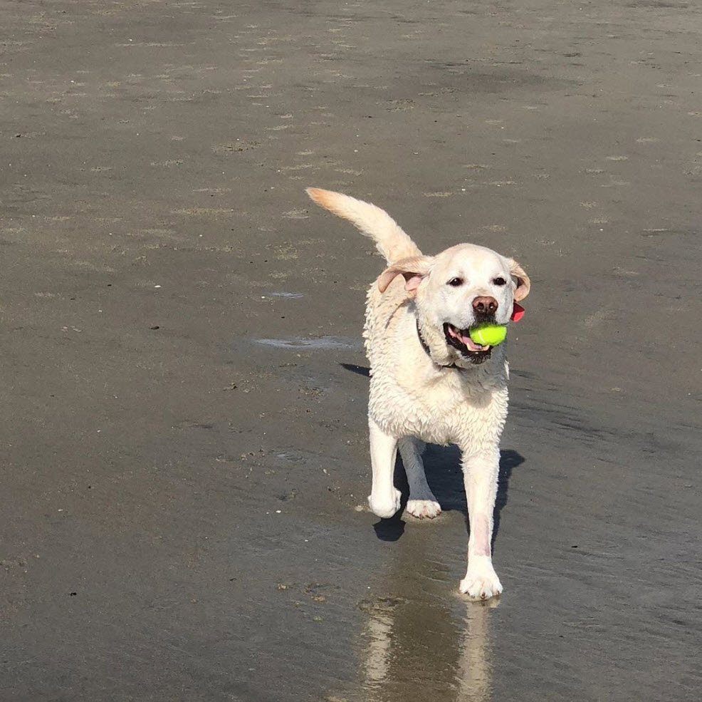 Happy #4thOfJuly from Yummy and me. We hope you and your pets have a healthy, happy and safe holiday, and you get to celebrate with friends and family wherever you are.