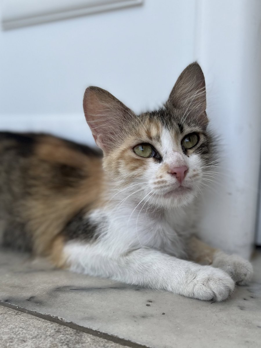 Hi everyone! This is Cleo. She was found in the trash 4 years ago and I’ve been taking care of her ever since. Cleo was recently diagnosed with a bad case of alopecia. She’s been struggling with itchiness and hair loss. Her treatment requires de-worm, anti-fungals etc. (1/2)