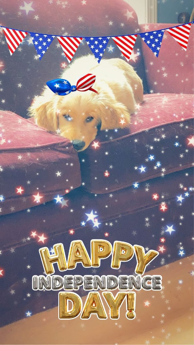 FindingDory831's tweet photo. Happy 4th of July! #tiredpuppy #tired #goldenretriever #goldendog https://t.co/DtHHJdmGXY