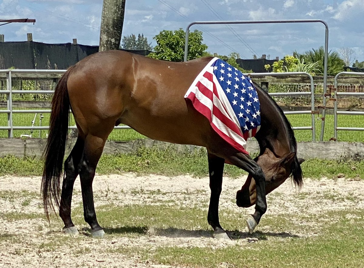 Happy 4th of July from the South Florida SPCA! We wish everyone to have a safe and fun day! Broadcast Time is showing his patriotism by remembering all the brave American heroes (and horses!) that fought for our country’s freedom!

#SouthFloridaSPCA #IndependenceDay #4thOfJuly