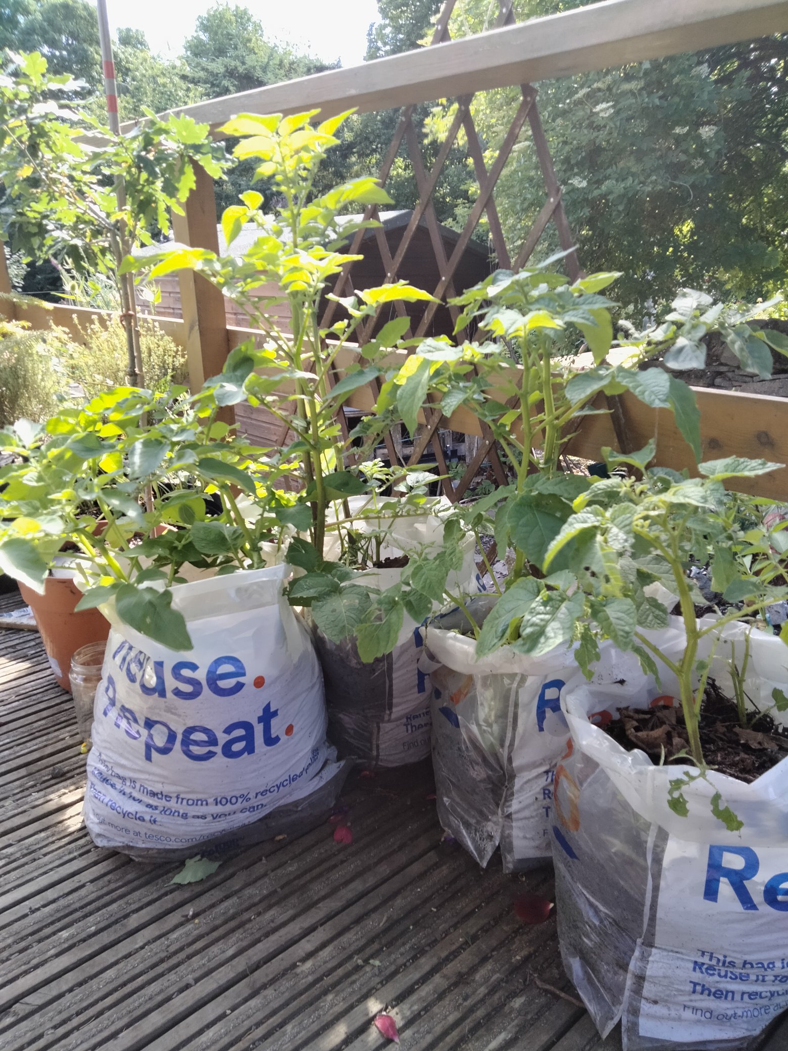 Ninewells Garden on Twitter: "Our Bag for Life potatoes are starting to take off. Don't forget to read our small space gardening blog for tips to green your own small space. 👇