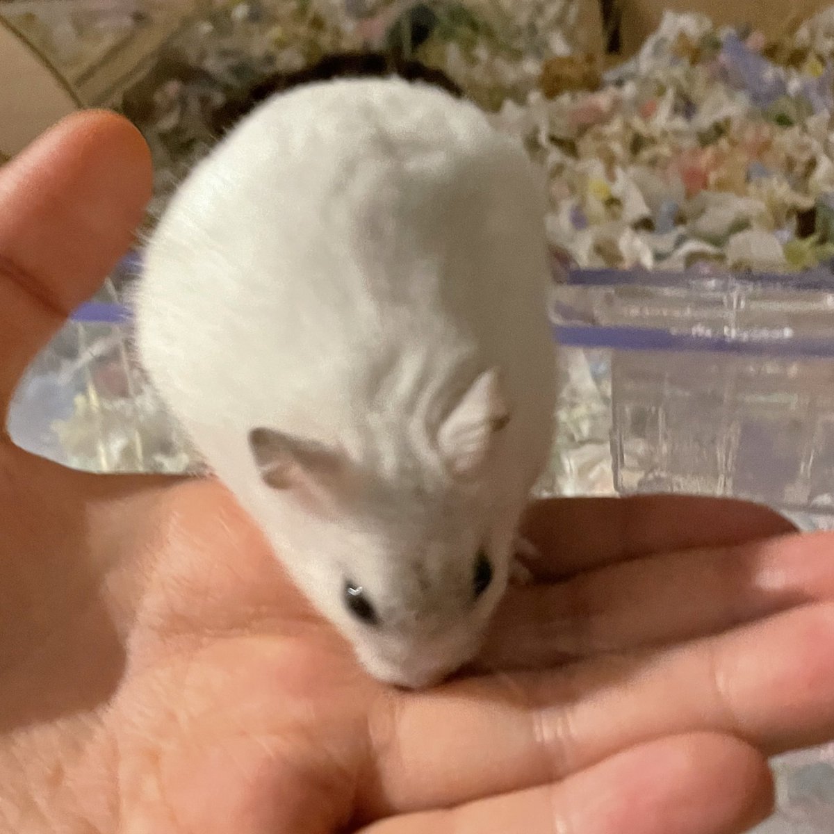 사부근황… 방 조명 망가짐 + 에어컨 때매 집위치를 옮겻은데.. 여기 넘 어두워서 사진이 잘 안나옴 ㅠ