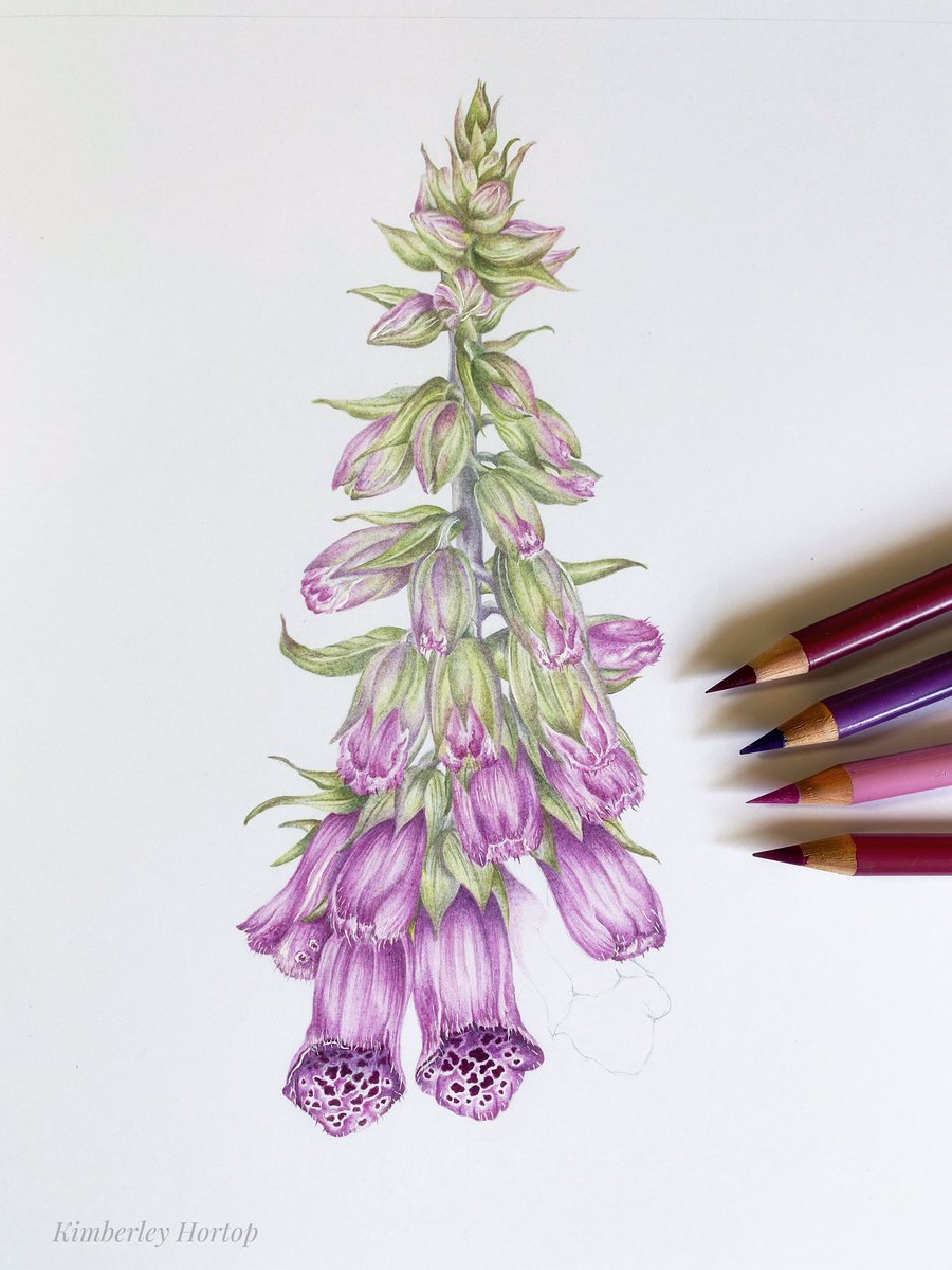 HortopHortop's tweet photo. My foxglove illustration is coming along nicely ✏️

Polychromos pencils on Bristol board…. https://t.co/Qa75vAs2F0