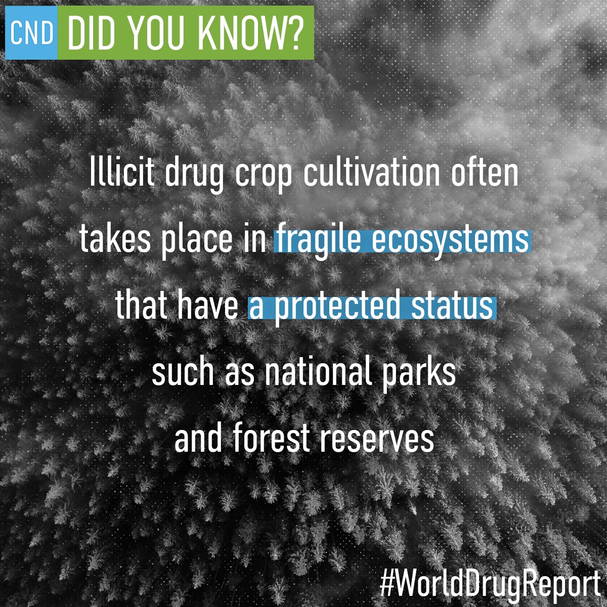 We might think that illicit drug crop cultivation happens on private property, but it regularly occurs in 𝙣𝙖𝙩𝙞𝙤𝙣𝙖𝙡 𝙥𝙖𝙧𝙠𝙨 𝙖𝙣𝙙 𝙛𝙤𝙧𝙚𝙨𝙩 𝙧𝙚𝙨𝙚𝙧𝙫𝙚𝙨 🌲🌱🌳

This could be a driver or catalyst of deforestation 🌍

#CareInCrises
#WorldDrugReport