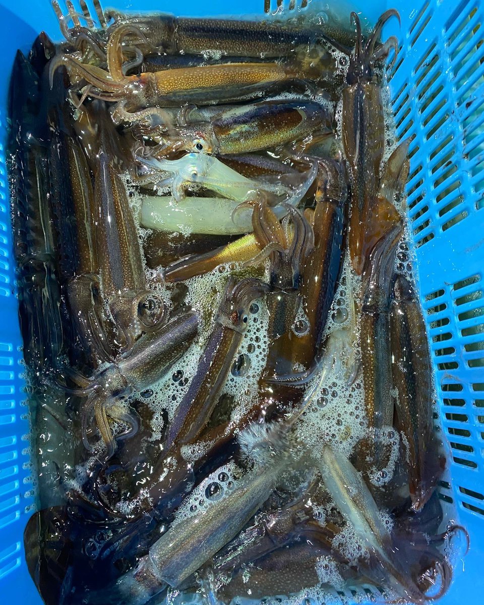 chibaken102's tweet photo. 今日も数釣り楽しめました😊🦑
ジグで���ップは90本😁 https://t.co/oFfclNX1FU