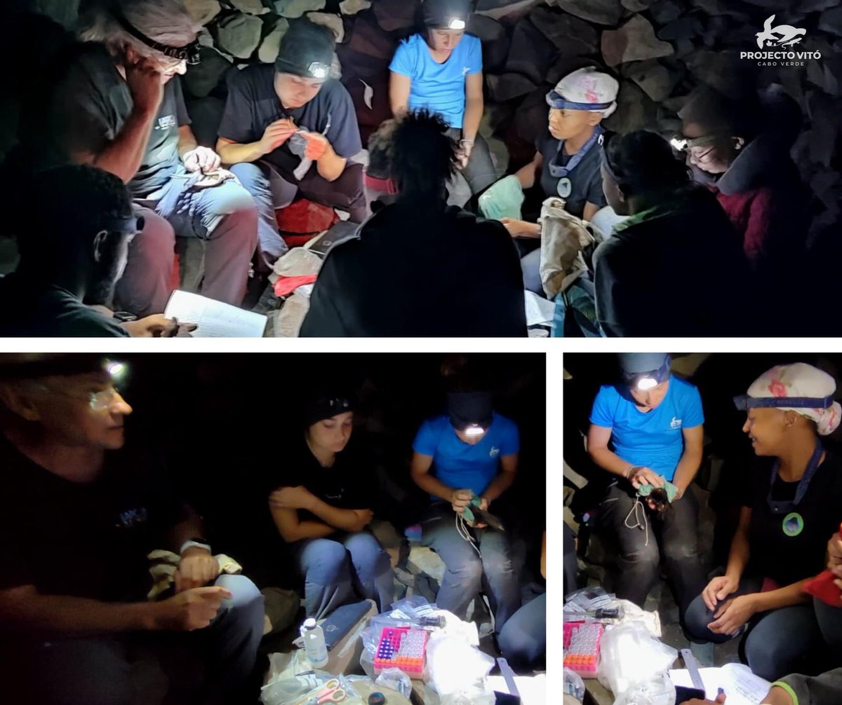 projecto_vito's tweet photo. A Training Course on #Monitoring and Research of #Seabirds and #SeaTurtles is taking place at #RomboIslets, with students from the @unicv_edu_cv, @UniBarcelona and our Technical Team. The action is being led by Professors Jacob González-Solís, Luis Cardona and our Technicians. https://t.co/WDl2HNmagT