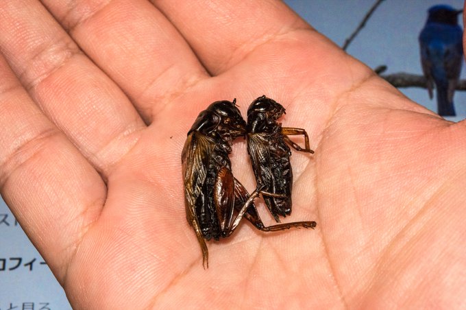 こおろぎをかじっている
んまい 