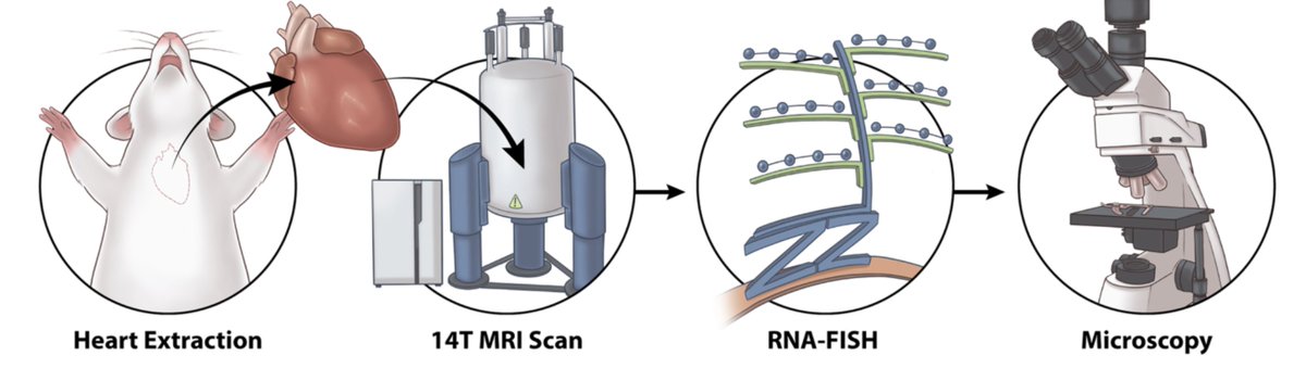 Christopher Nguyen, PhD, FSCMR, FACC (@chrisnguyenphd) on Twitter photo Hot off the presses (rdcu.be/cQWUk) <a href="/CommsBio/">Communications Biology</a>! Our multi-scale study revealed a link between exercise 🏃♀️🏃♂️ molecular mechanism and🫀 tissue changes by MRI. Collab effort <a href="/WrannLab/">Christiane Wrann, PhD, DVM</a>, <a href="/rosenzweig_a/">Anthony Rosenzweig, MD</a>. Congrats to Rob Eder on his first paper.
@TallRoundsTM <a href="/mghcvrc/">MGH Cardiovascular Research Center</a> #CCF_CIRC Hot off the presses (rdcu.be/cQWUk) <a href="/CommsBio/">Communications Biology</a>! Our multi-scale study revealed a link between exercise 🏃♀️🏃♂️ molecular mechanism and🫀 tissue changes by MRI. Collab effort <a href="/WrannLab/">Christiane Wrann, PhD, DVM</a>, <a href="/rosenzweig_a/">Anthony Rosenzweig, MD</a>. Congrats to Rob Eder on his first paper.
@TallRoundsTM <a href="/mghcvrc/">MGH Cardiovascular Research Center</a> #CCF_CIRC
