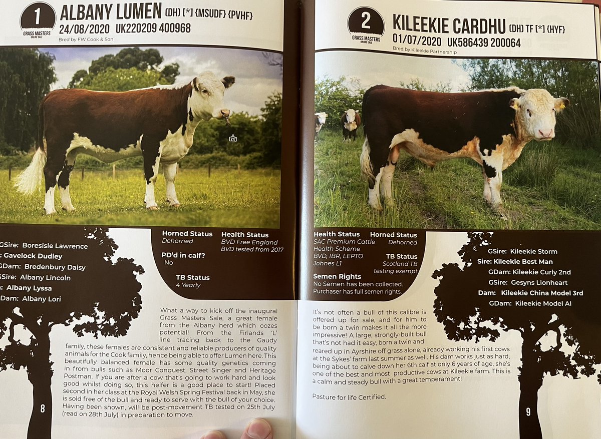 patlynn78's tweet image. A cracking start to the #Grassmasters sale catalogue. A lovely heifer from the Albany stable and some great pedigree in @PastureForLife accredited bull from @kileekie