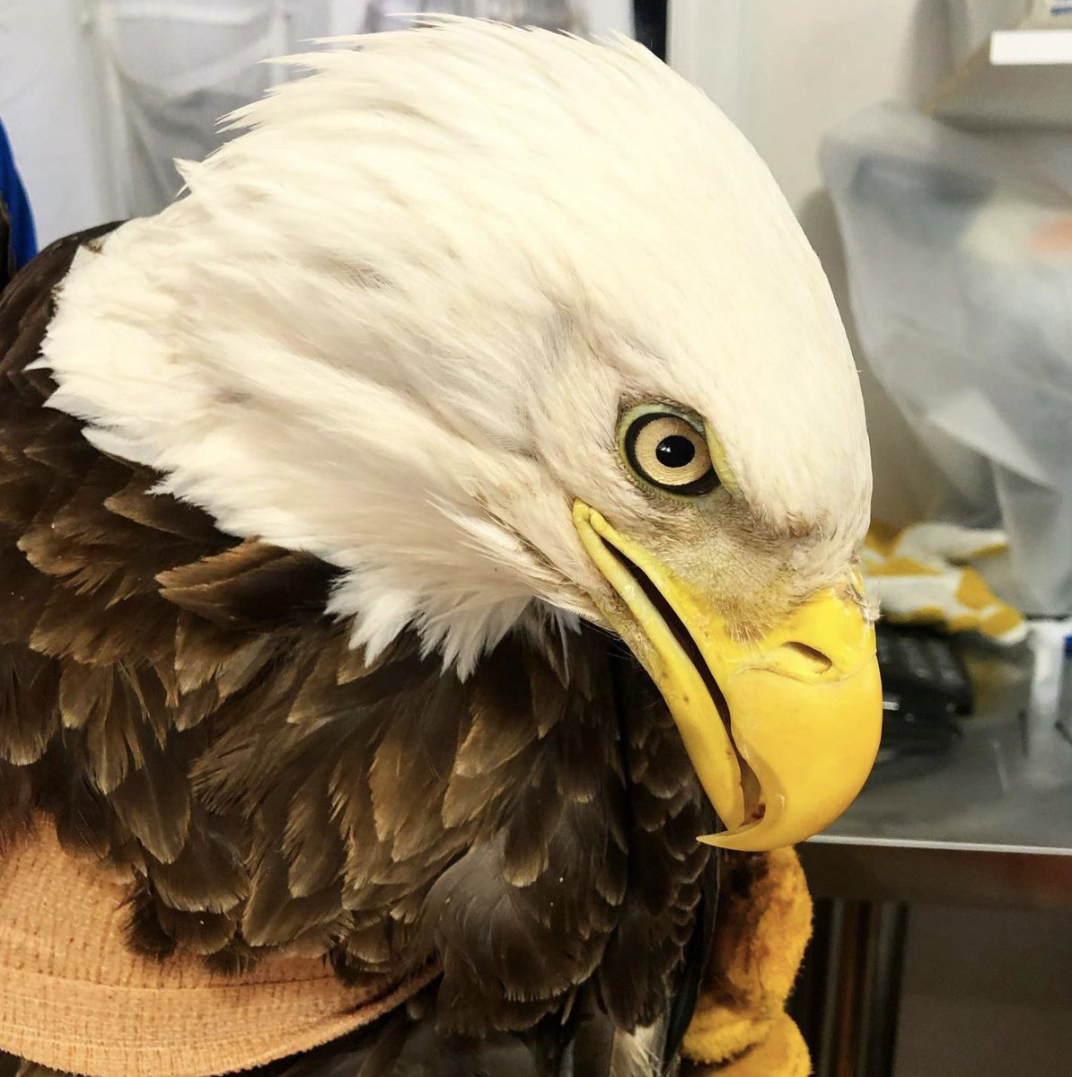 SWVAWildlifeCenter 1-540-798-9836 tweet media
