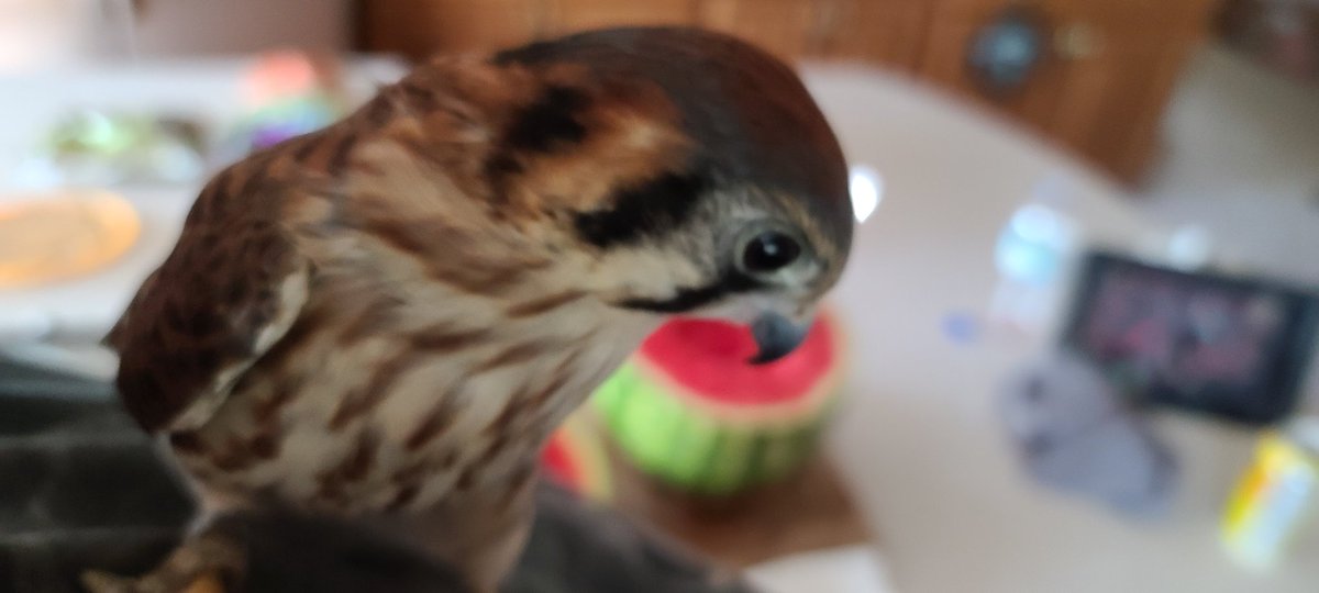 foxfeather's tweet photo. Today's mood:
Existential rage at the existence of watermelon https://t.co/uFlaxVP7Zo