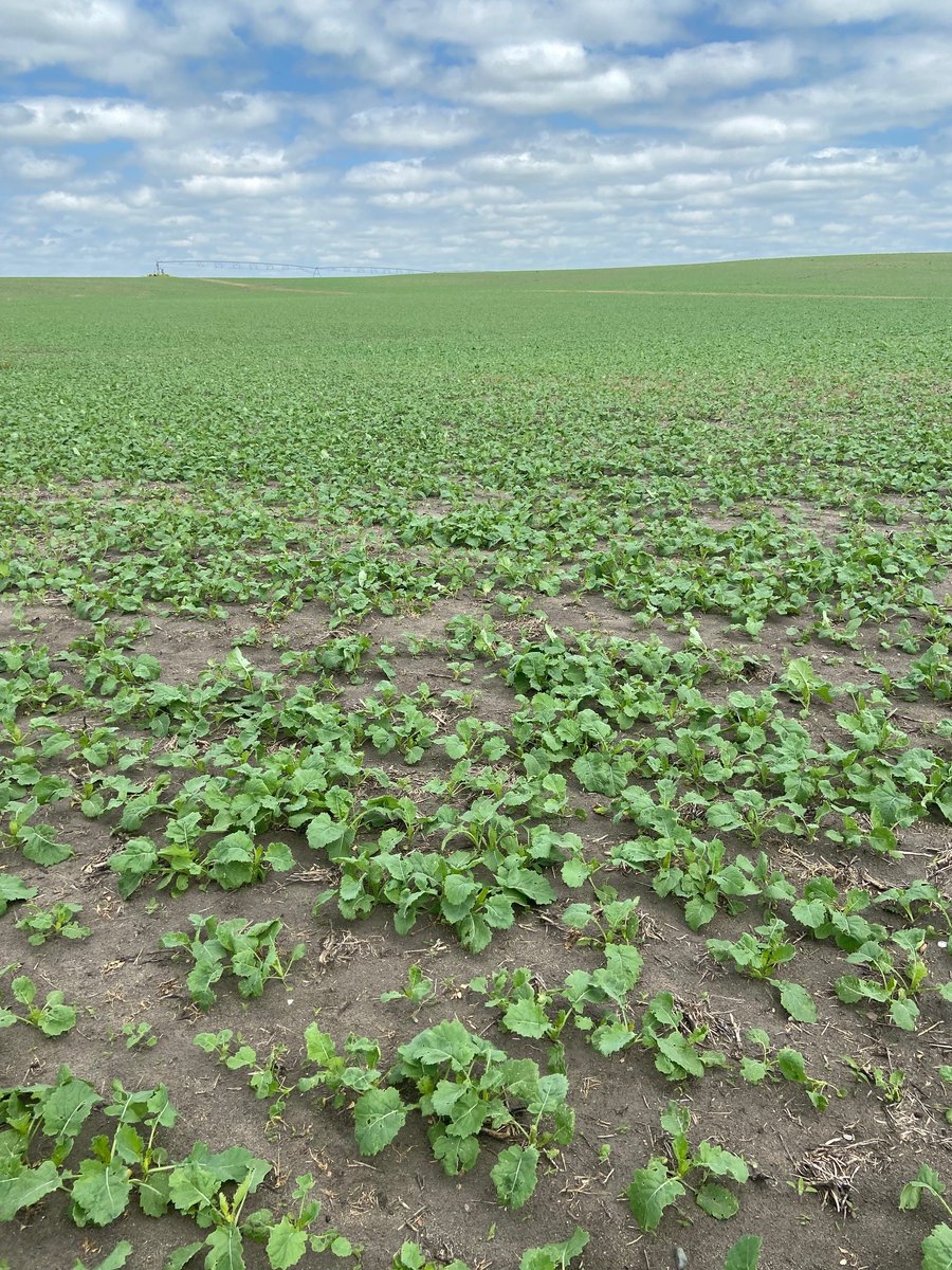 MillsAgronomy's tweet photo. Doing some early season scouting and ground truthing for a @farmers_edge VR Fertility map using our new Smart Zoning process. Amazing to see the variability represented with such high resolution and matching field conditions perfectly https://t.co/1EYUOh5gt7
