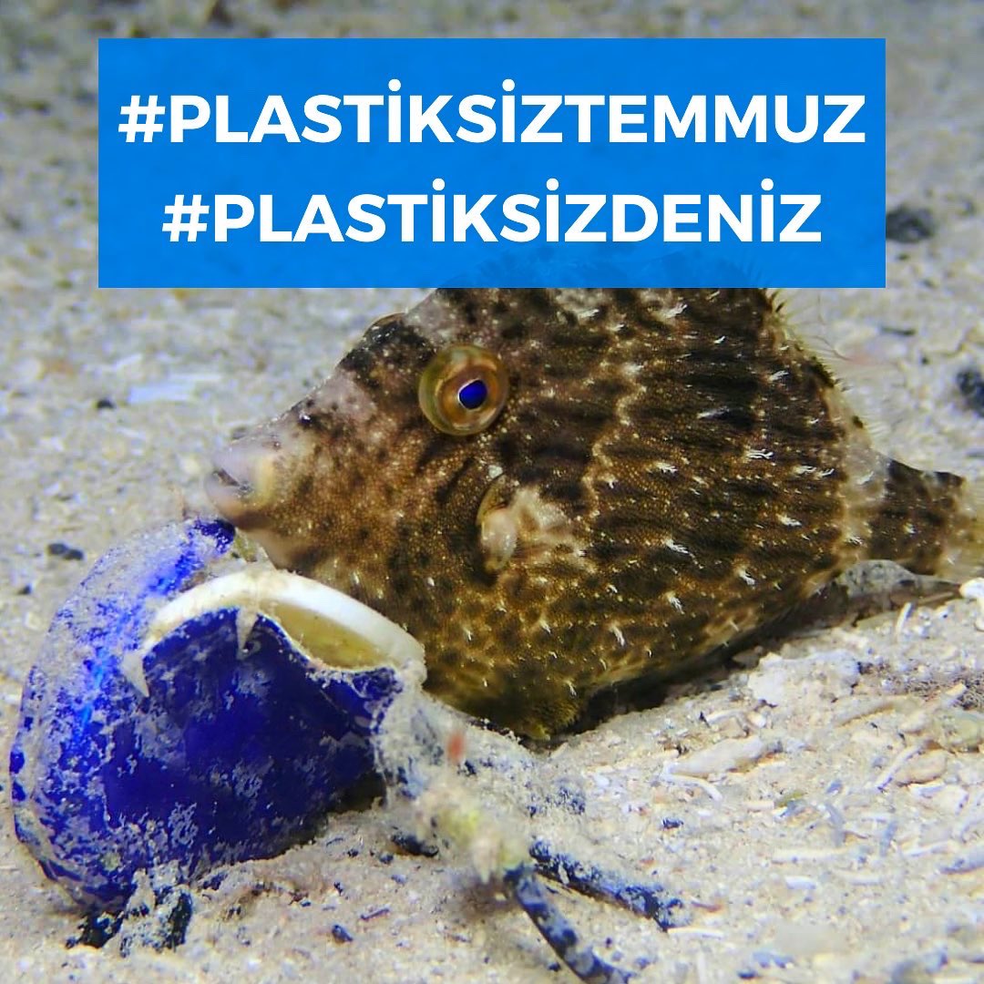 #PlastiksizTemmuz #PlasticFreeJuly Bu yıl “Plastiksiz Temmuz”da siz de hayatınızdan tek kullanımlık plastikleri uzaklaştırın.
 
Credit: Tolga Taymaz 
 
#plastiksizdeniz #akdenizkorumadernegi #cleanup #plasticfree