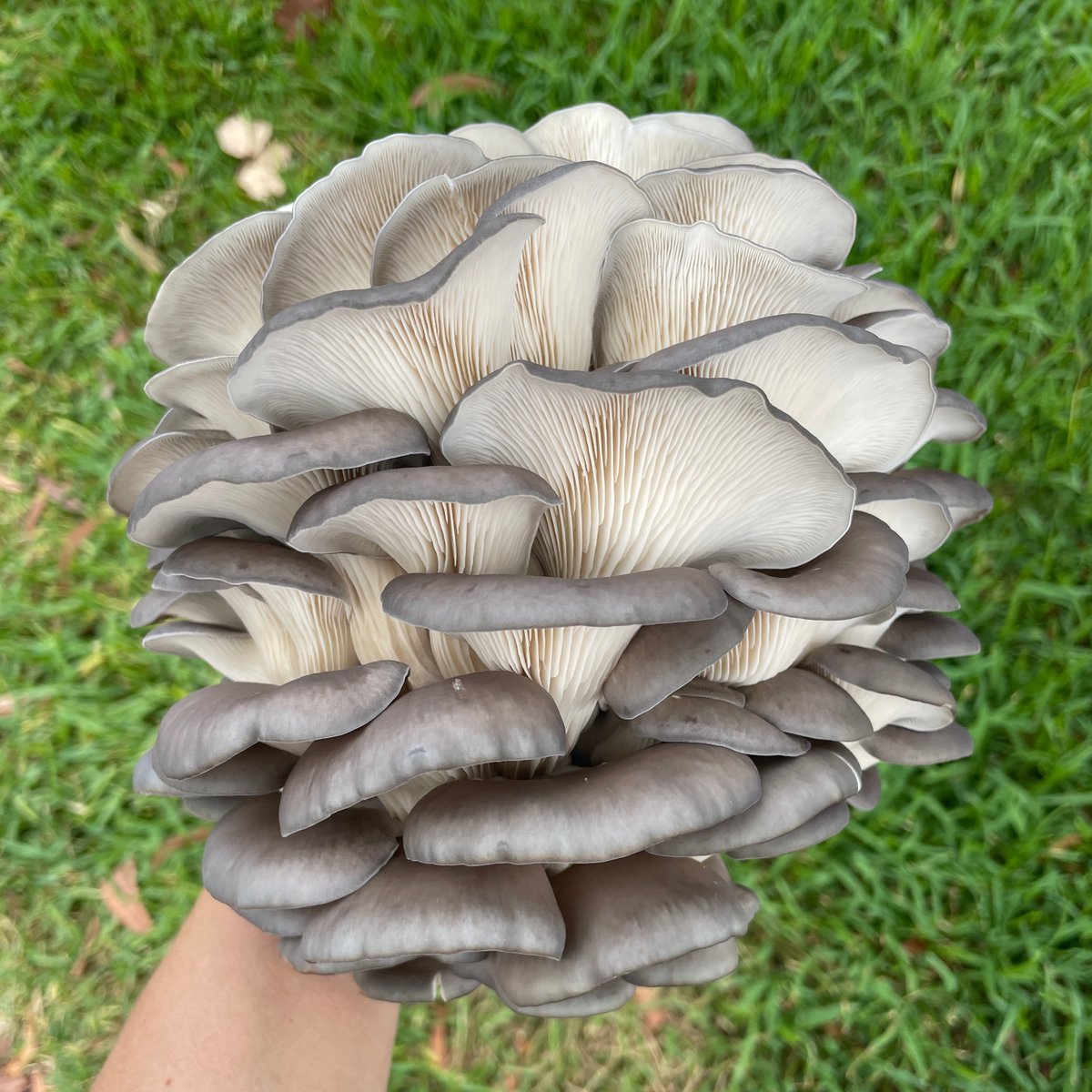 Imagine_Farms's tweet photo. He’s got quite a reputation: Look at this Fungi! our Gray Oyster Mushrooms have a chewy texture and an umami flavor. 

🍴💚🍄 https://t.co/EBeMuxE6Kf