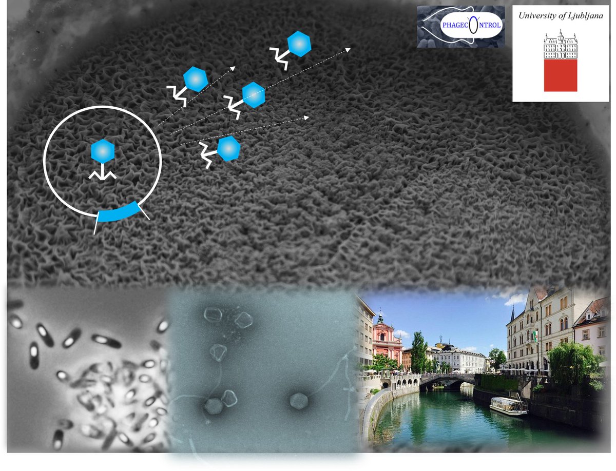 Anna_Dragos's tweet photo. PhD candidates๐ข interested in temperate phages & biofilms and how one influence the other, join us at @UL_BioTech, @ARRS_rfo PhD position in my @ERC_Research funded research group:
https://t.co/8J7ZZ6oLq0 => go to Anna Dragoลก for full project description #Bacillus #SPbeta https://t.co/e03fgZiQlY