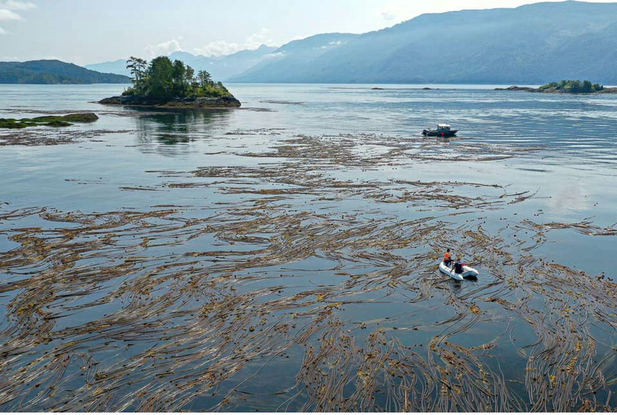 How great is this? The @iisaakolam Foundation and <a href="/VIUniversity/">VIU</a> have launched the first post-secondary program specializing in Indigenous Protected and Conserved Areas (IPCAs)! 

More details 👉 ow.ly/jIrp50JNx5C

PC: Markus Thompson