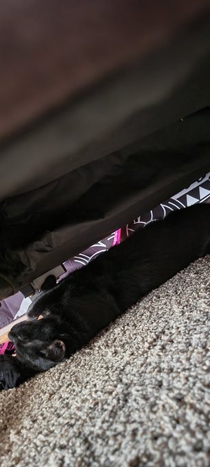 Sam said nap time 💤 https://t.co/f2dOlYU61N