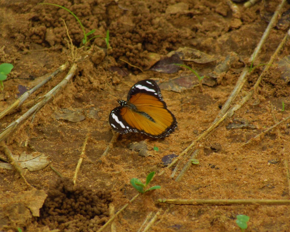 Joseph Izang tweet media