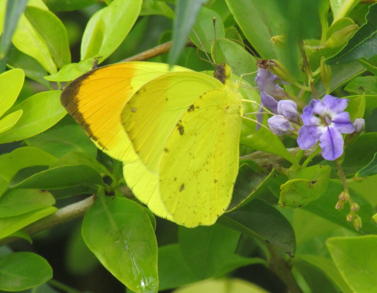 Joseph Izang tweet media