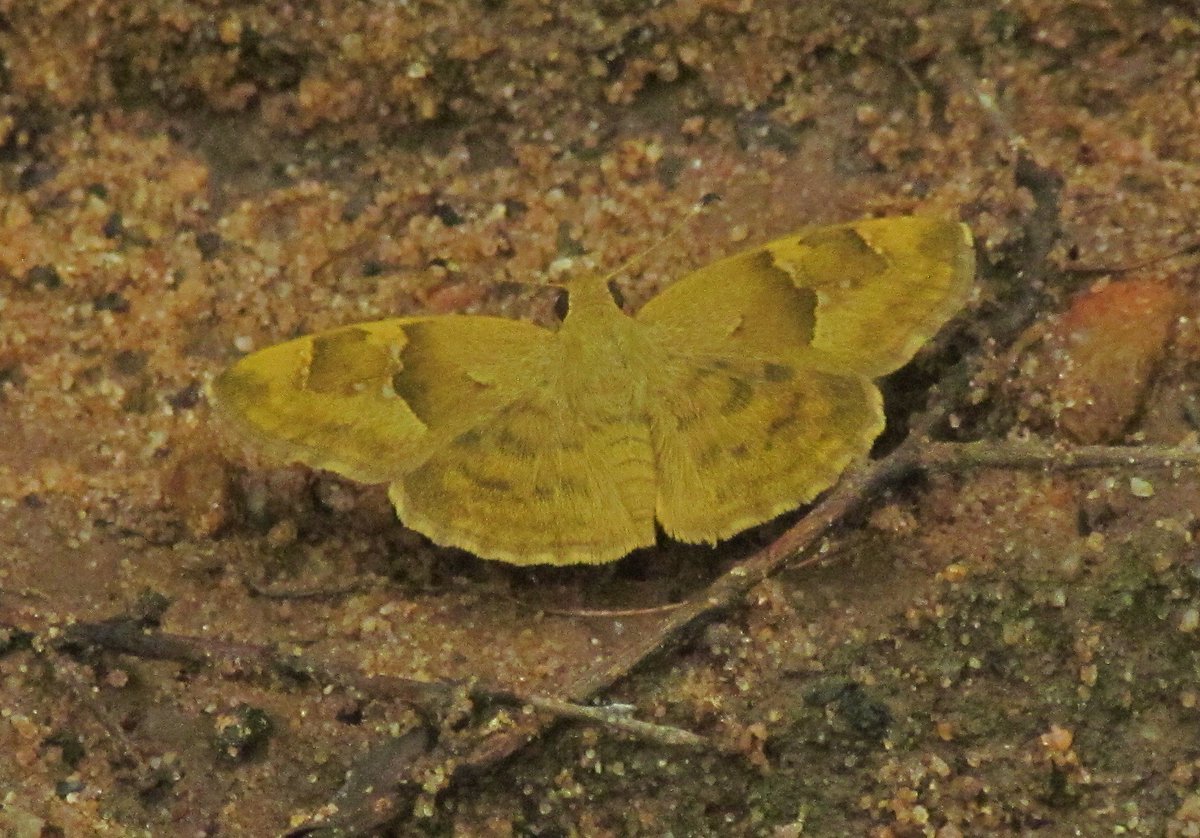 Joseph Izang tweet media