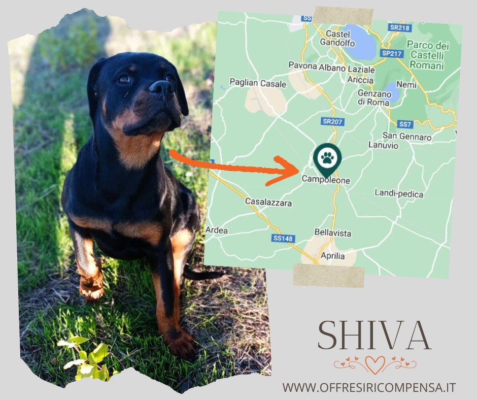 ricompensa's tweet image. Provincia di Roma - Campoleone di Lanuvio. Siamo alla ricerca di Shiva, rottweiler femmina, scomparsa il 24/01/22. Non sterilizzata ed ha il microchip. Aiutateci a trovarla! 
#smarrita #Rottweiler #CampoleonediLanuvio #Roma
Maggiori informazioni su: offresiricompensa.it/index.php?page…