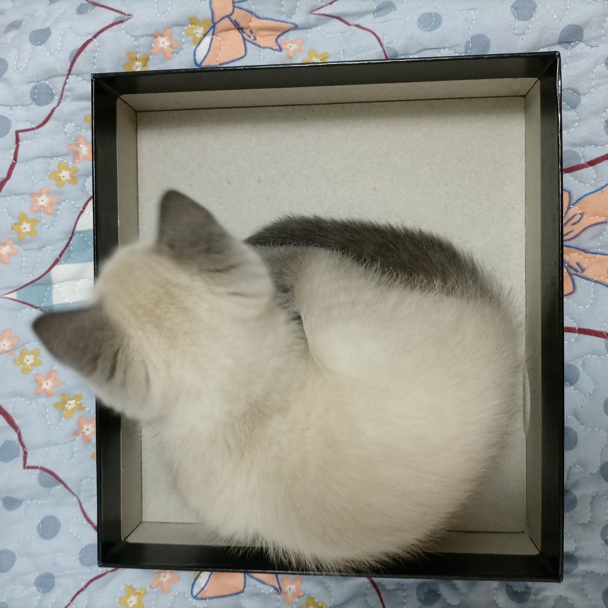_aemtion's tweet photo. 我的新宝贝🐱 https://t.co/MXibTak1Ux