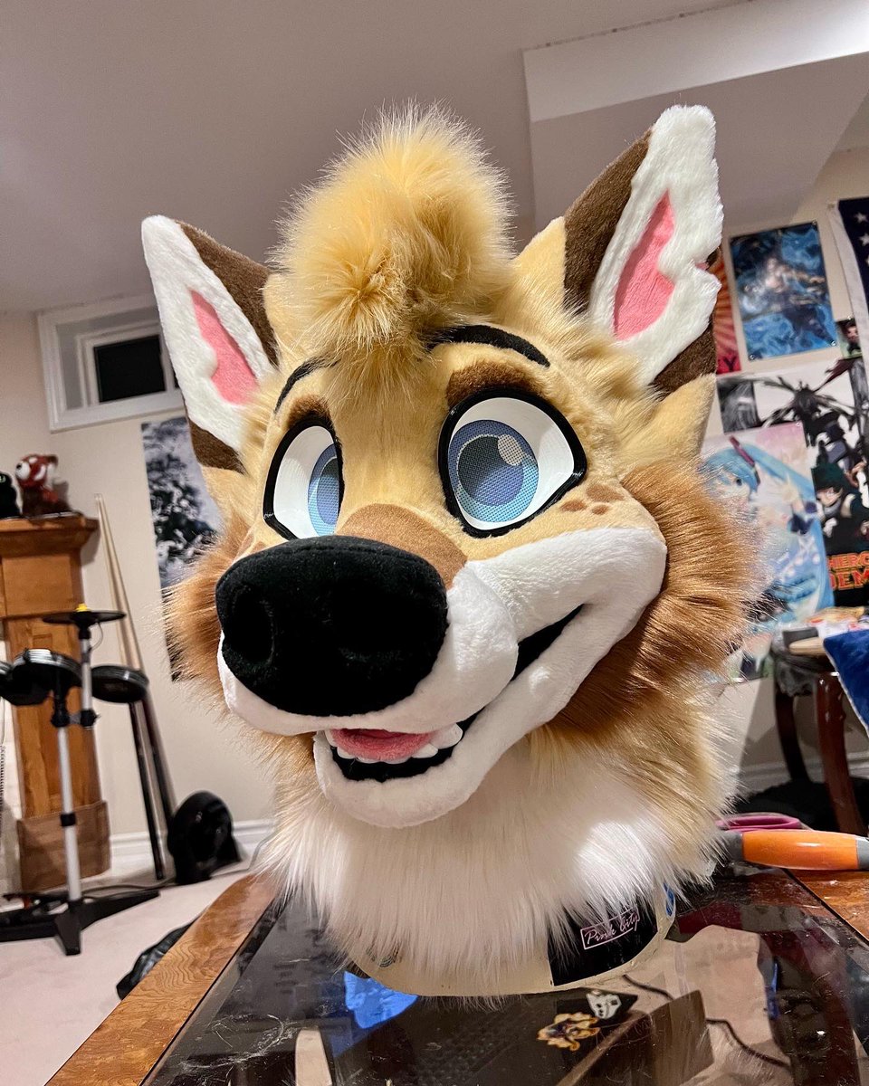 Coyotes_Calling's tweet photo. Finished pics of Peter! The cutest boy ever to join the DSD family🥺 (made on a @KairiWolfArt base!) 
Never got to post these before AC 
#furry #fursuitmaker https://t.co/GwKBZjTG2M