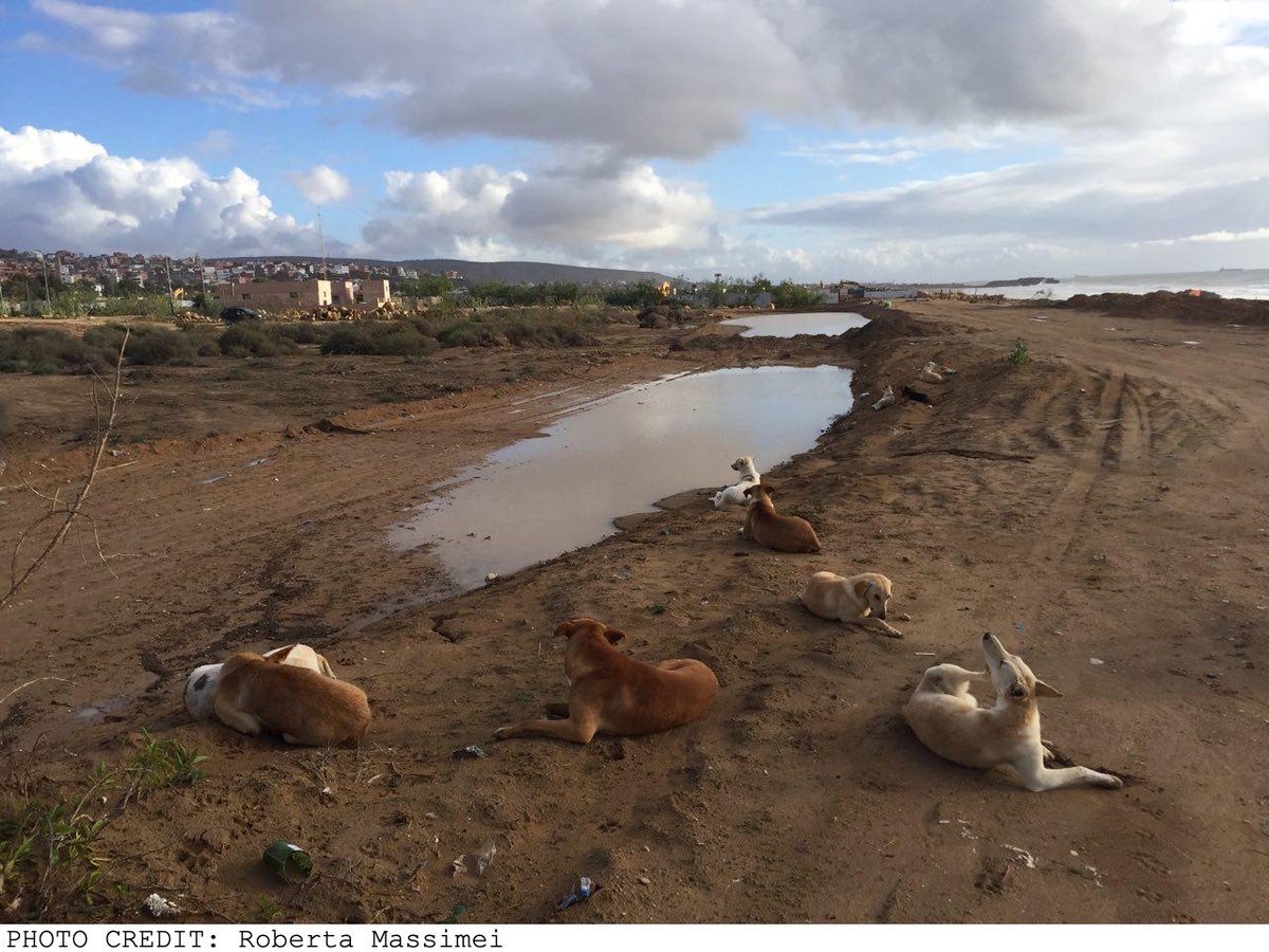 OffLeashShow's tweet photo. Dr. Sarah @MarshallPescini has been studying a population of stray, or “free-ranging” dogs, in Morocco. “We need to open our minds to the possibility that there are multiple ways of having a good life for dogs,” she says. Listen now: https://t.co/UGwXmMkE31 https://t.co/gOZErfT5vk