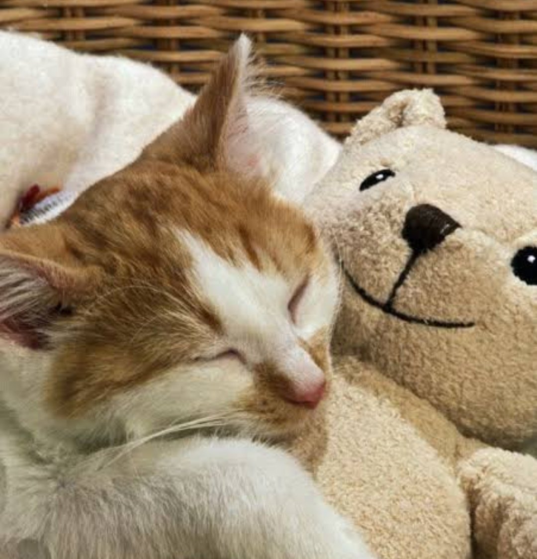Кот обнимает мишку