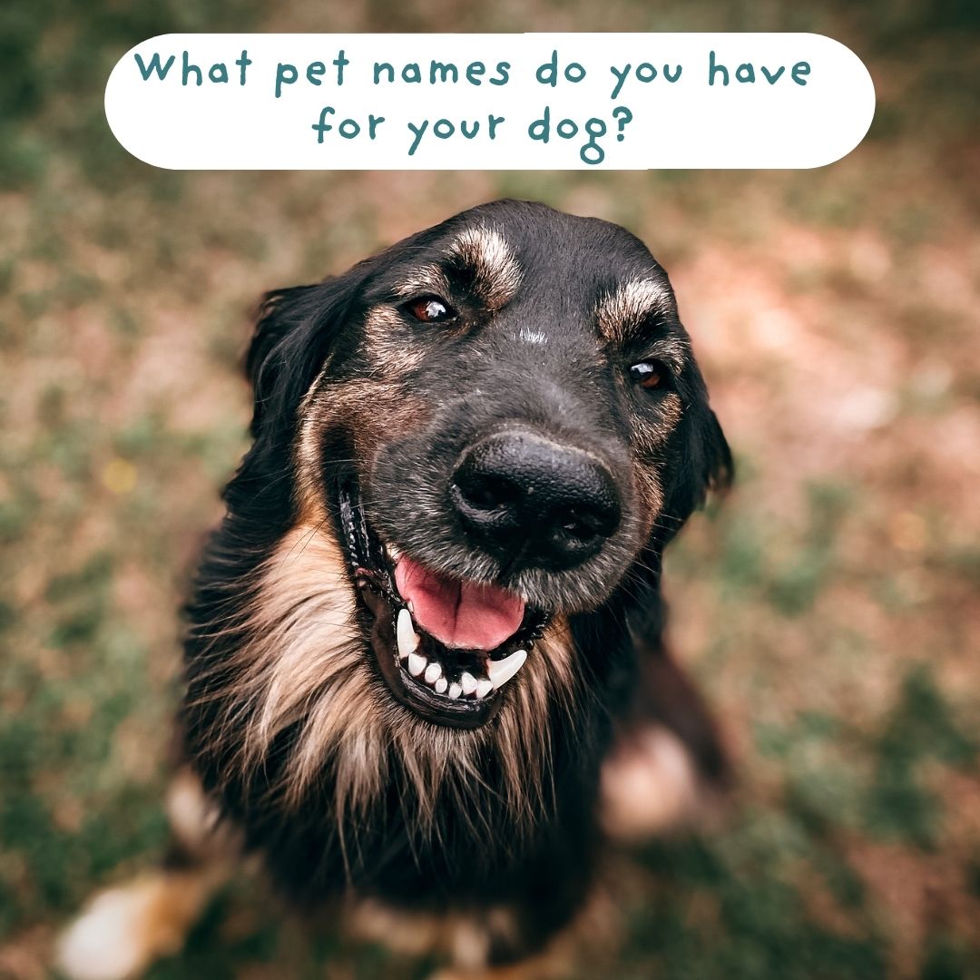 planetunderdog tweet media