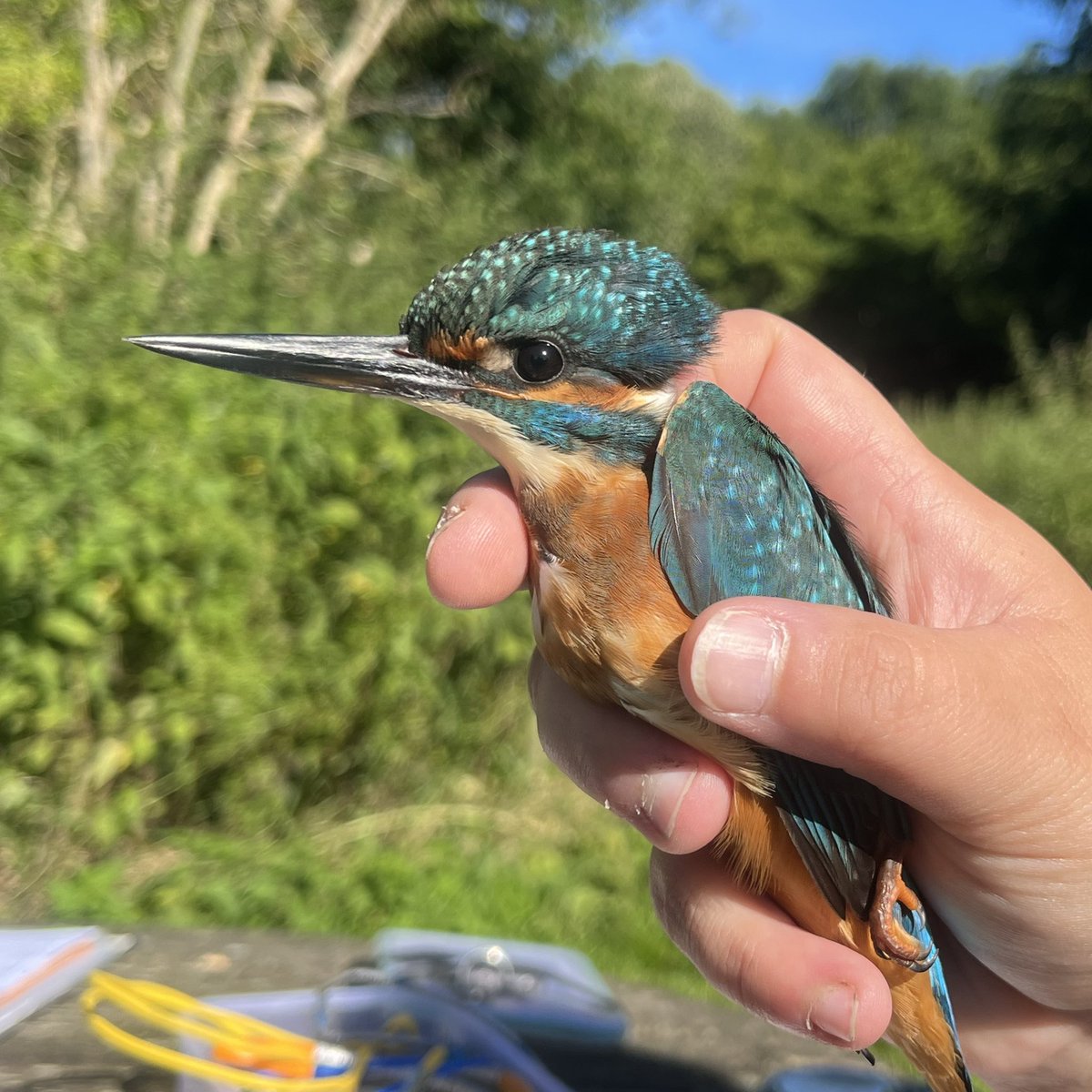 Holme Bird Obs tweet media