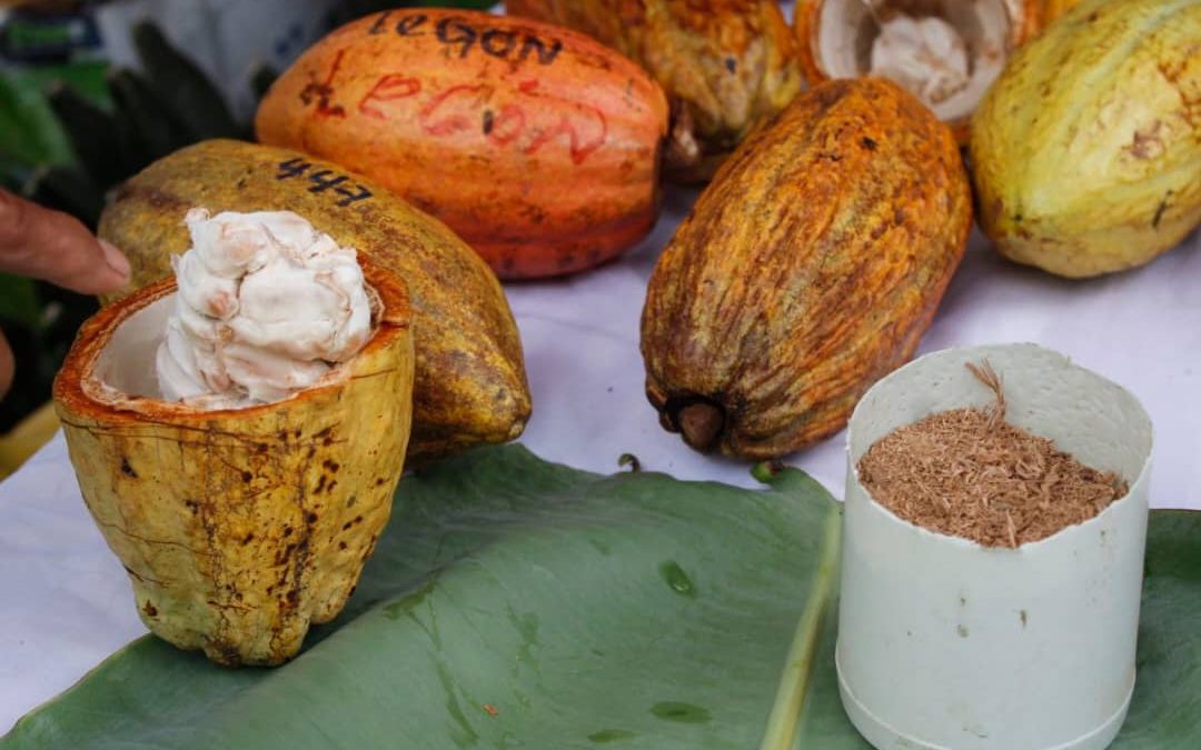 MirandaGob's tweet photo. La Expoferia Cacao y Ron Miranda 2022 estará abierta al público desde el próximo 13 hasta el 17 de julio en el parque Bolívar. #expocacaoyron #Miranda #4Jul https://t.co/1kFi3FEex1 https://t.co/Cb40cWs5Kd