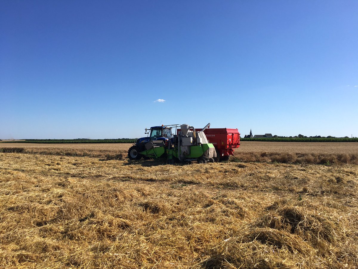 Grosse ou petite batteuse, les essais orges sont en train de livrer leurs derniers secrets pour cette année. #ceuxquifontlesessais #futurebiere #moissonneusepluspetitequelabenne