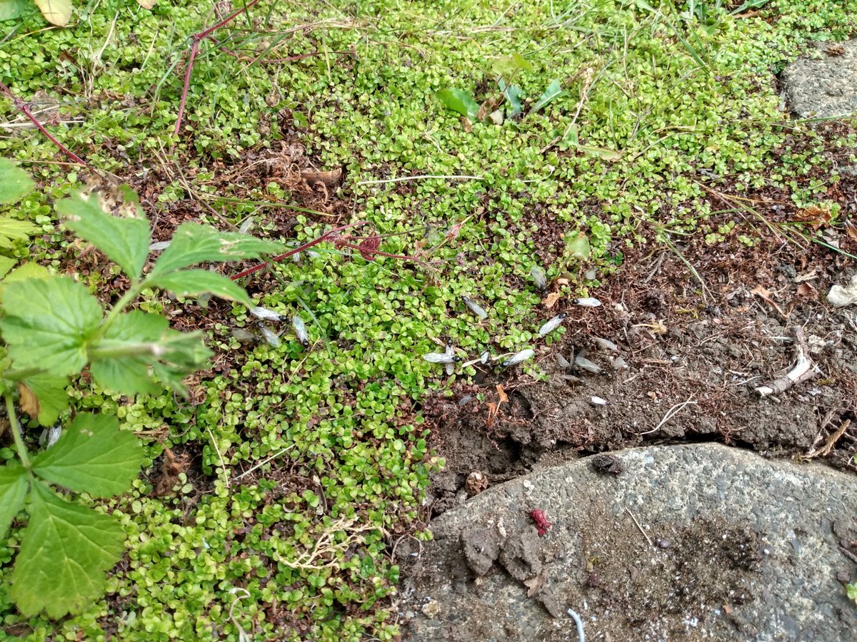 Steve Childs tweet media