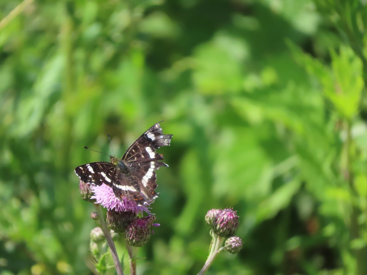 Vandaag bezochten we met <a href="/Apis1Apis/">Esther Linnartz</a> de Slikken van de Heen om te kijken naar de kuddes Wisenten, Rode geuzen en Koniks. Indrukwekkend terreinbezoek, ook door de grote weerschijnvlinder en een overvliegende zeearend met paling.
<a href="/ZeeuwsLand/">HetZeeuwseLandschap</a> 
<a href="/FREE_Nature/">FREE Nature</a>