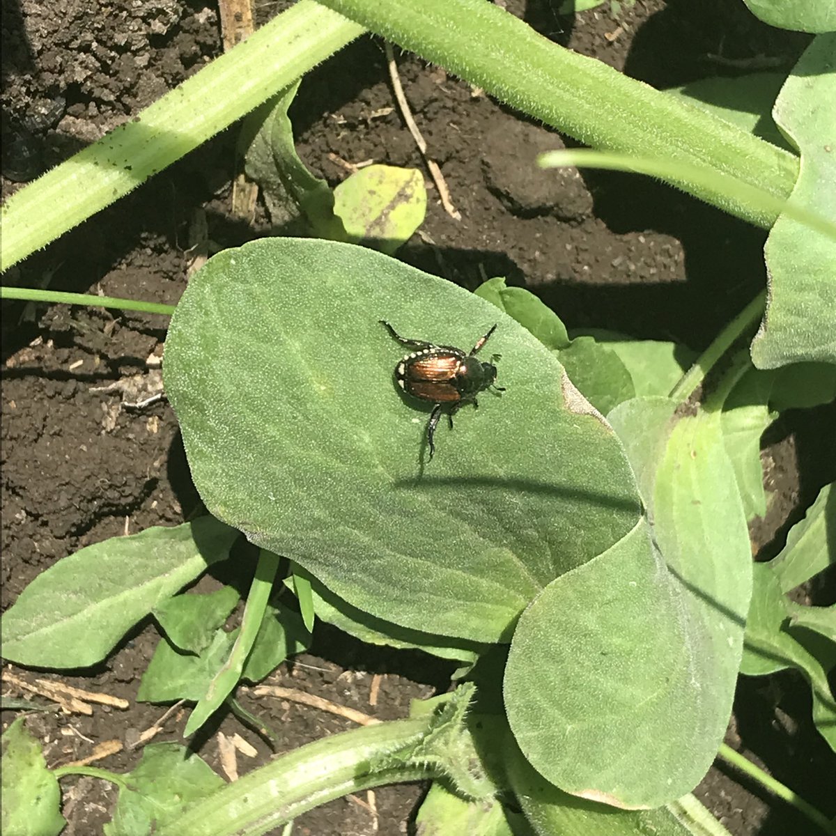 SAREMAN (@glesoing2) on Twitter photo Saw my first Japanese Beetle of the season in our garden and pumpkin 🎃 patch in southern Lancaster County in southeast Nebraska <a href="/UNLExtension/">Nebraska Extension</a> Saw my first Japanese Beetle of the season in our garden and pumpkin 🎃 patch in southern Lancaster County in southeast Nebraska <a href="/UNLExtension/">Nebraska Extension</a>