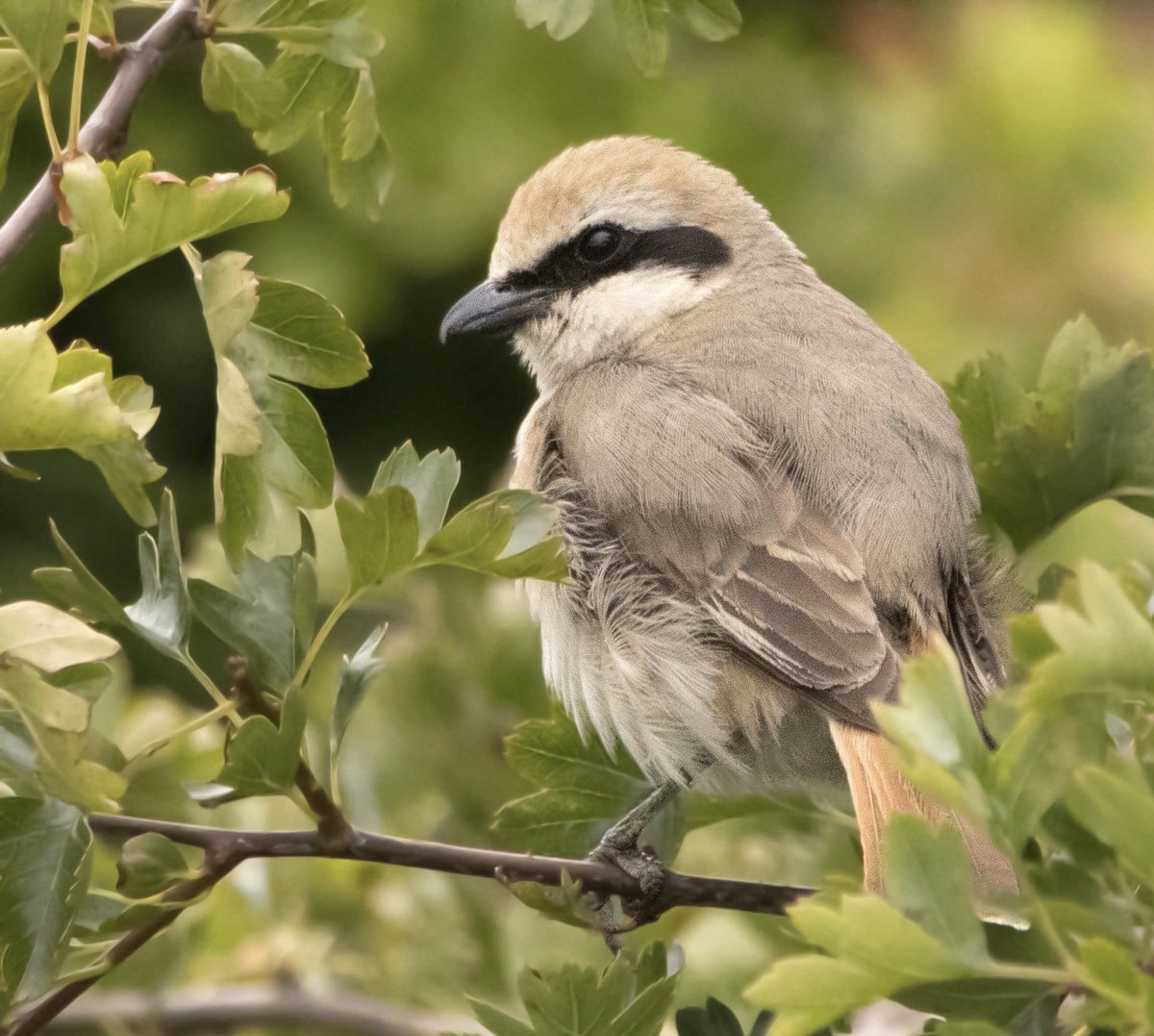 FlamboroughBird photo