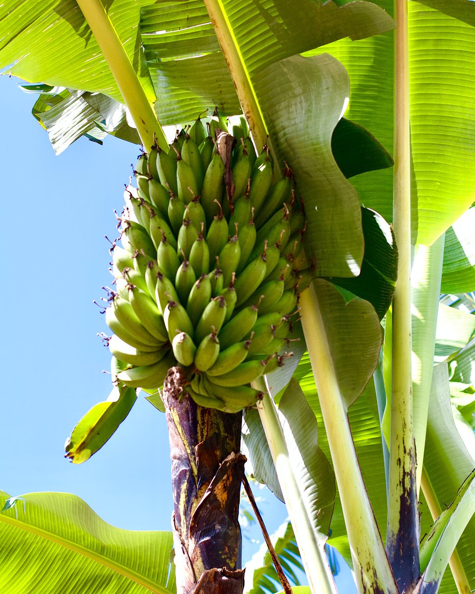 You will find a range of exciting, fresh foods to try when you choose to visit Uganda! 🍌

Which are you most excited for? Let us know in the comments 👇 

📍 Bushenyi, Uganda 

#exploreuganda_uki #UniquelyOurs #UgandaAwaits